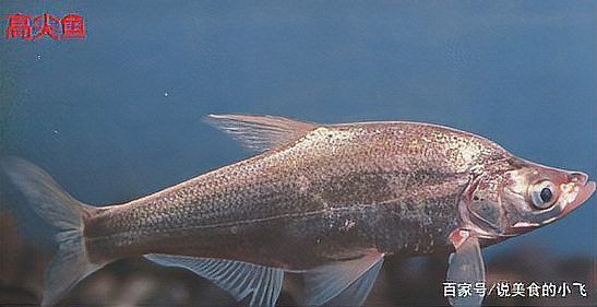 翹嘴魚是龍魚嗎還是海魚呢