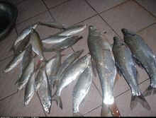 翹嘴魚是龍魚嗎還是海魚呢
