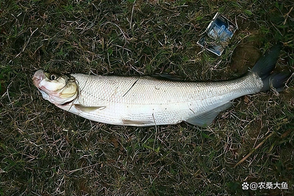 翹嘴魚是龍魚嗎還是海魚呢
