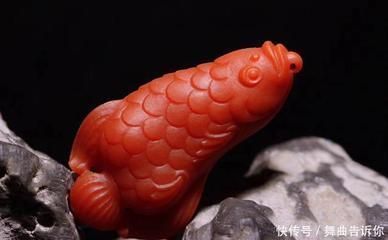 金龍魚代表什么寓意