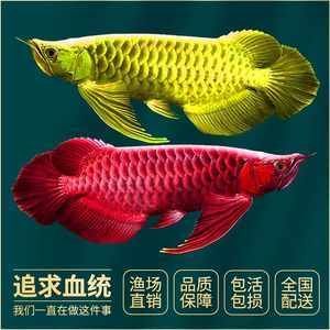 印尼龍魚成本價多少錢（印尼龍魚成本價會因其品種、大小、品相等因素而有所差異）