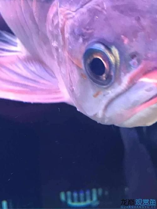 龍魚外寄癥狀圖