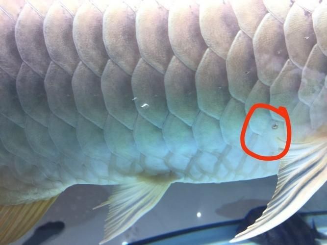 龍魚外寄癥狀圖