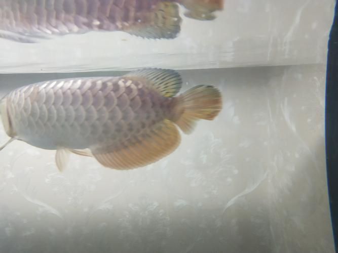 龍魚外寄癥狀圖