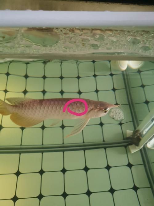 龍魚外寄癥狀圖