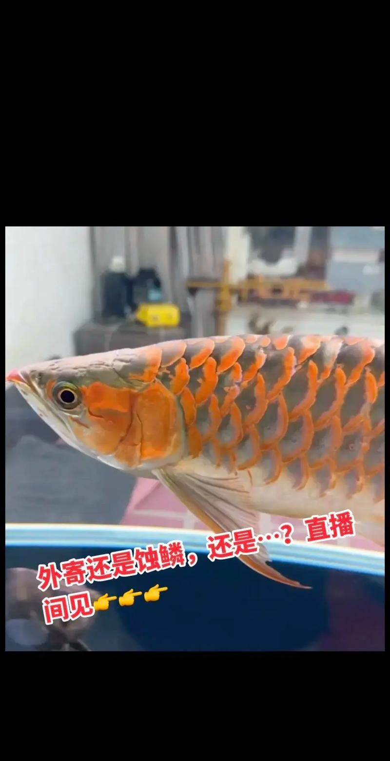龍魚外寄癥狀圖