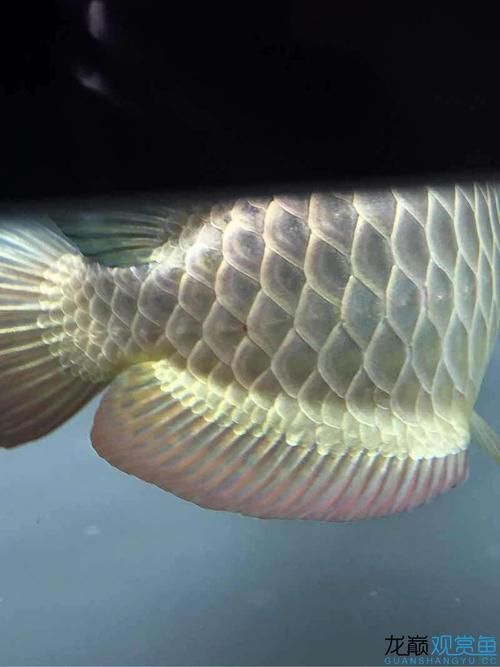 龍魚外寄癥狀圖