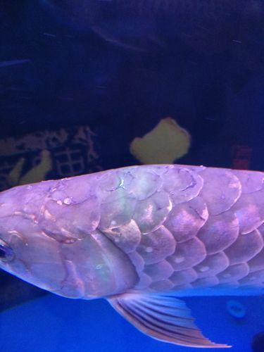 龍魚外寄癥狀圖