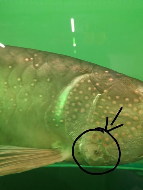 龍魚外寄癥狀圖