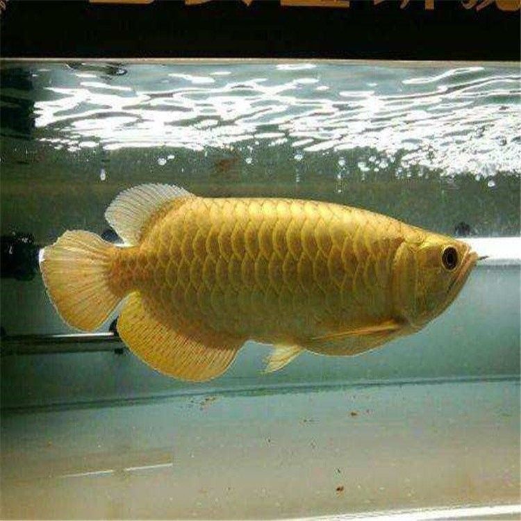 銀龍魚養(yǎng)大了值錢么