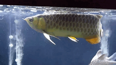 龍魚手機壁紙動態