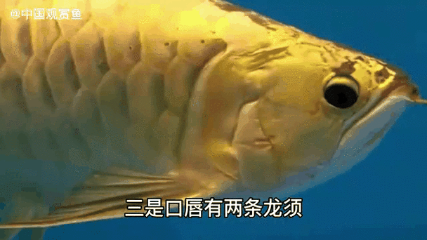龍魚手機壁紙動態