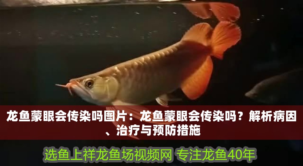 龍魚蒙眼會傳染嗎圖片：龍魚蒙眼會傳染嗎？解析病因、治療與預防措施