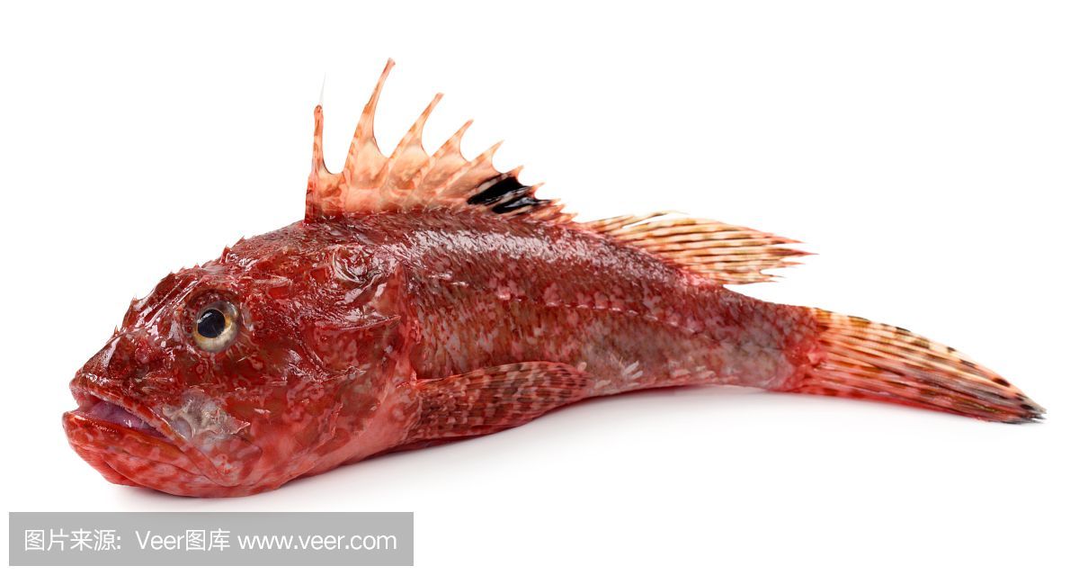 龍魚食物海魚：龍魚可以吃海魚嗎