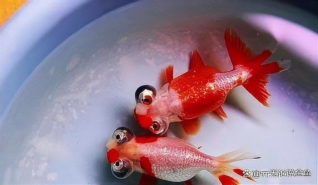 金魚大肚子炸鱗怎么治