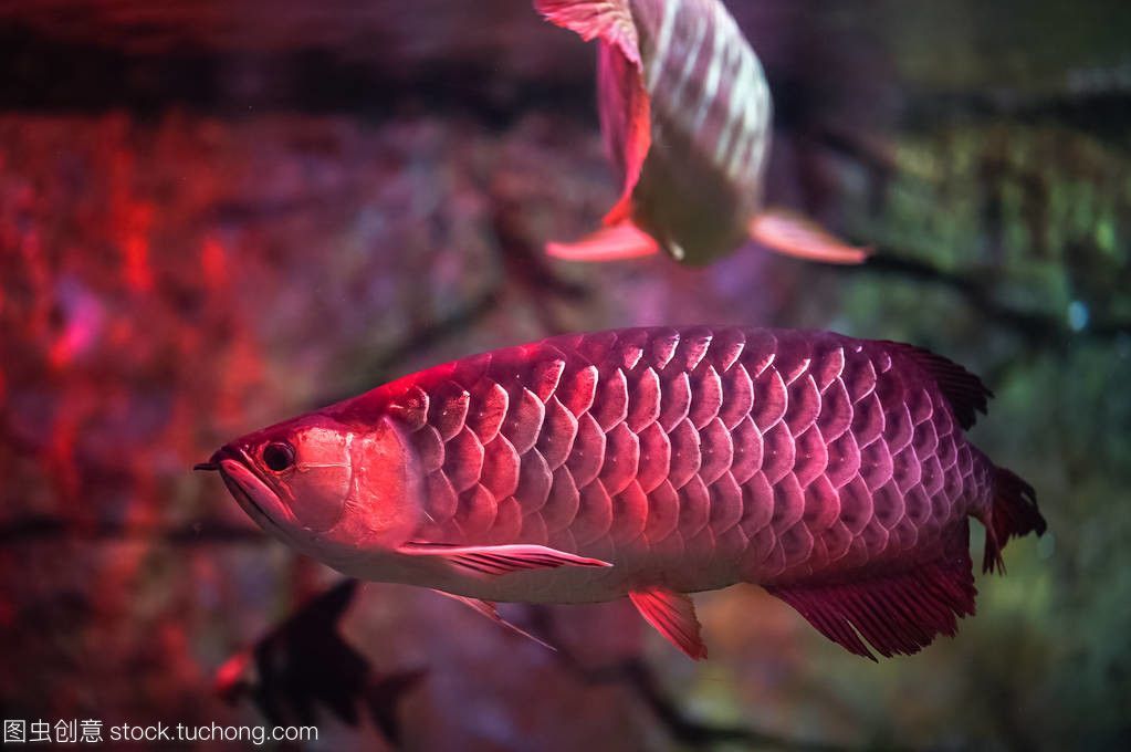 觀賞紅龍魚的說(shuō)說(shuō)文案簡(jiǎn)短：紅龍魚的飼養(yǎng)需要注意水質(zhì)調(diào)控制水溫、ph值等