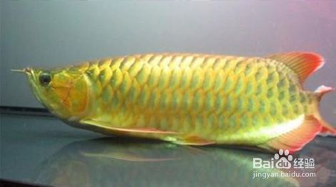 龍魚缸水質(zhì)ph值：龍魚缸水質(zhì)調(diào)節(jié)注意事項(xiàng)