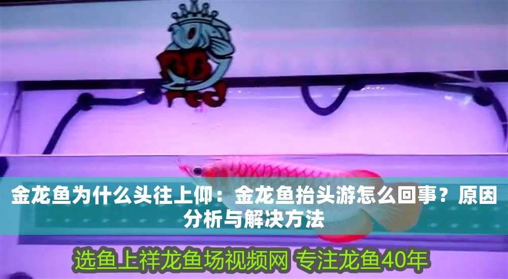 金龍魚為什么頭往上仰：金龍魚抬頭游怎么回事？原因分析與解決方法