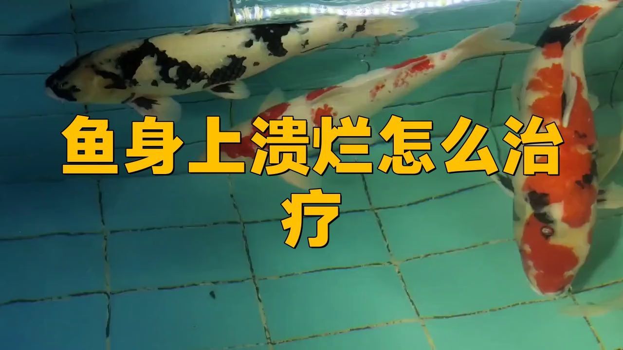 銀龍魚身上潰爛怎么辦
