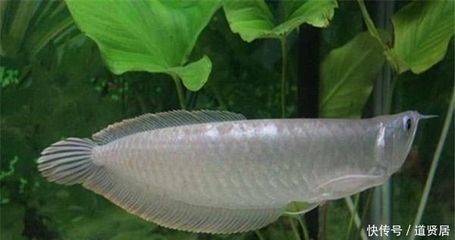 飛鳳龍魚混養：飛鳳魚與龍魚可以混養嗎？