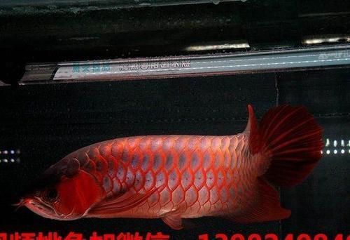 龍魚維生素多久加一次：龍魚維生素添加頻率
