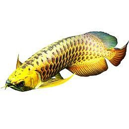 金龍魚壁紙有哪些風格？