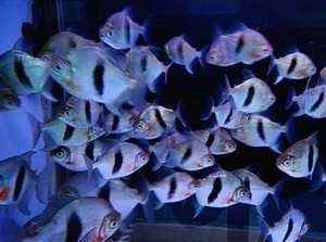 黑桃A魚混養龍魚幾條（黑桃a魚混養黑桃a魚混養龍魚的飼養注意事項及注意事項）