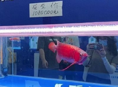 廣州龍魚比賽特殊組隊有哪些：2017長城杯龍魚比賽廣州龍魚比賽特殊組隊名單