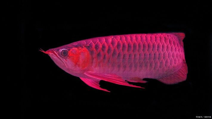 龍魚肛門排氣泡是身體發(fā)出的警告信號(hào)，可能是由于多種原因引起的：龍魚肛門排氣泡怎么辦