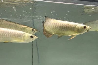 雷龍魚能活多少年：雷龍魚的壽命是多少？ 雷龍魚能活多少年：雷龍魚的壽命是多少？ 龍魚百科 第2張