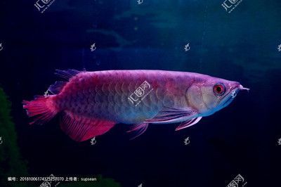 銀龍魚霸氣嗎（銀龍魚以其獨特的外觀和行為特征被認為是一種霸氣的觀賞魚） 銀龍魚霸氣嗎（銀龍魚以其獨特的外觀和行為特征被認為是一種霸氣的觀賞魚） 龍魚百科 第5張