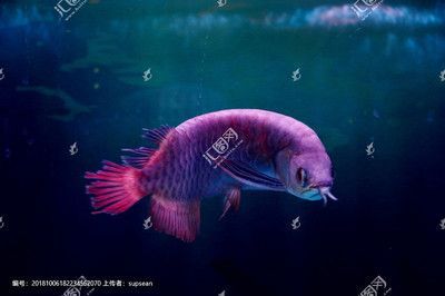 銀龍魚霸氣嗎（銀龍魚以其獨特的外觀和行為特征被認為是一種霸氣的觀賞魚） 銀龍魚霸氣嗎（銀龍魚以其獨特的外觀和行為特征被認為是一種霸氣的觀賞魚） 龍魚百科 第4張