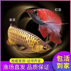 練手金龍魚，金龍魚因其華麗的外觀和獨特的飼養技巧：練手金龍魚是非常重要的