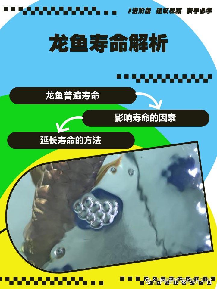 紫艷紅龍和辣椒紅龍的壽命有多長(zhǎng)？