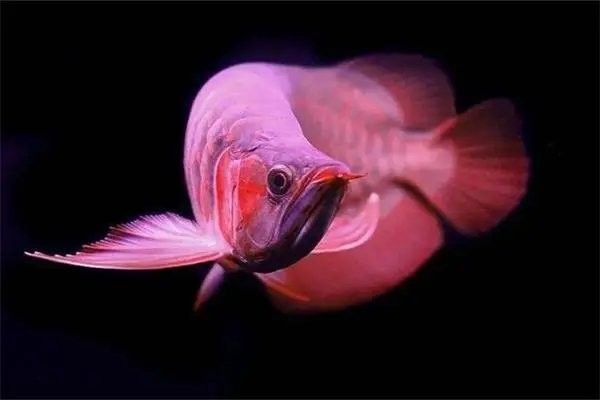 龍魚可以和虎鯊混養(yǎng)嗎圖片 龍魚可以和虎鯊混養(yǎng)嗎圖片 龍魚百科 第6張