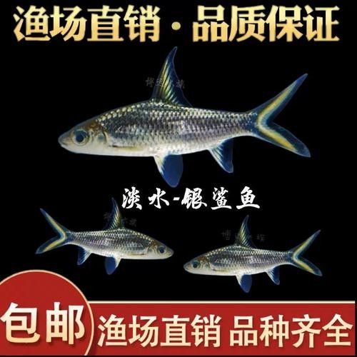 龍魚可以和虎鯊混養(yǎng)嗎圖片 龍魚百科 第14張 龍魚可以和虎鯊混養(yǎng)嗎圖片 龍魚可以和虎鯊混養(yǎng)嗎圖片 龍魚百科 第14張