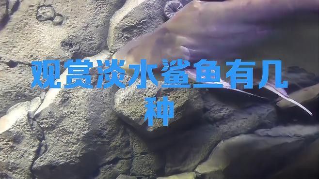 龍魚可以和虎鯊混養(yǎng)嗎圖片 龍魚可以和虎鯊混養(yǎng)嗎圖片 龍魚百科 第32張