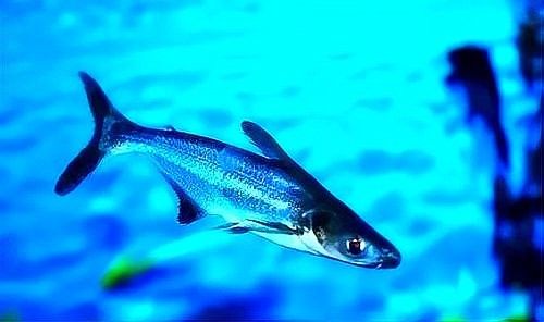 龍魚可以和虎鯊混養(yǎng)嗎圖片 龍魚可以和虎鯊混養(yǎng)嗎圖片 龍魚百科 第33張