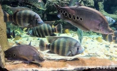 龍魚和關刀好養(yǎng)？（龍魚和關刀可以混養(yǎng)嗎）
