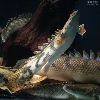 恐龍魚的價格：恐龍魚價格因地區和購買地點不同而異，恐龍魚價格對比