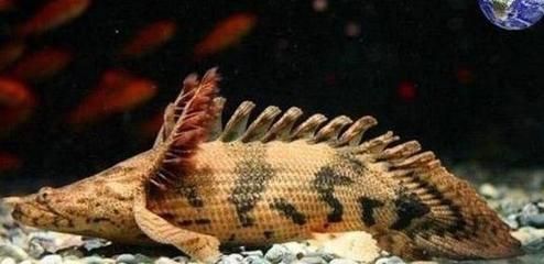 恐龍魚的價格：恐龍魚價格因地區和購買地點不同而異，恐龍魚價格對比