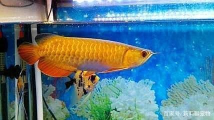 養龍魚的注意事項大全：養龍魚需要注意以下幾個方面