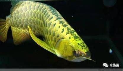龍魚什么樣的好看：如何挑選健康龍魚品種價格對比健康龍魚品種價格對比