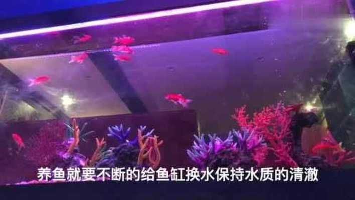 魚缸不用換水的設備叫什么，免換水魚缸的過濾系統