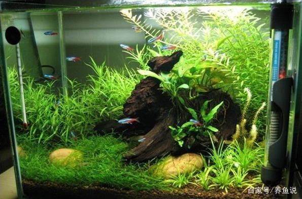 魚缸不用換水的設備叫什么，免換水魚缸的過濾系統