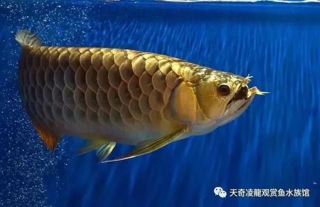 龍魚發(fā)色階段詳解大全視頻教程圖片：龍魚發(fā)色過(guò)程詳解