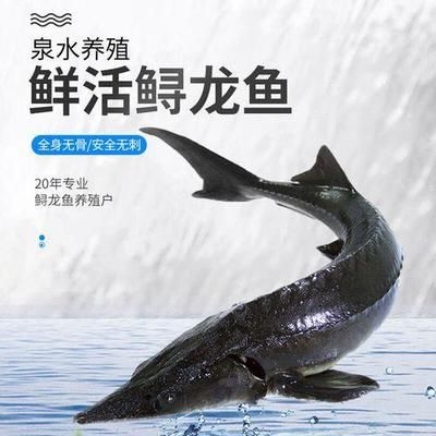 龍魚吃什么活魚好：龍魚活餌喂食頻率，龍魚活餌選擇技巧，