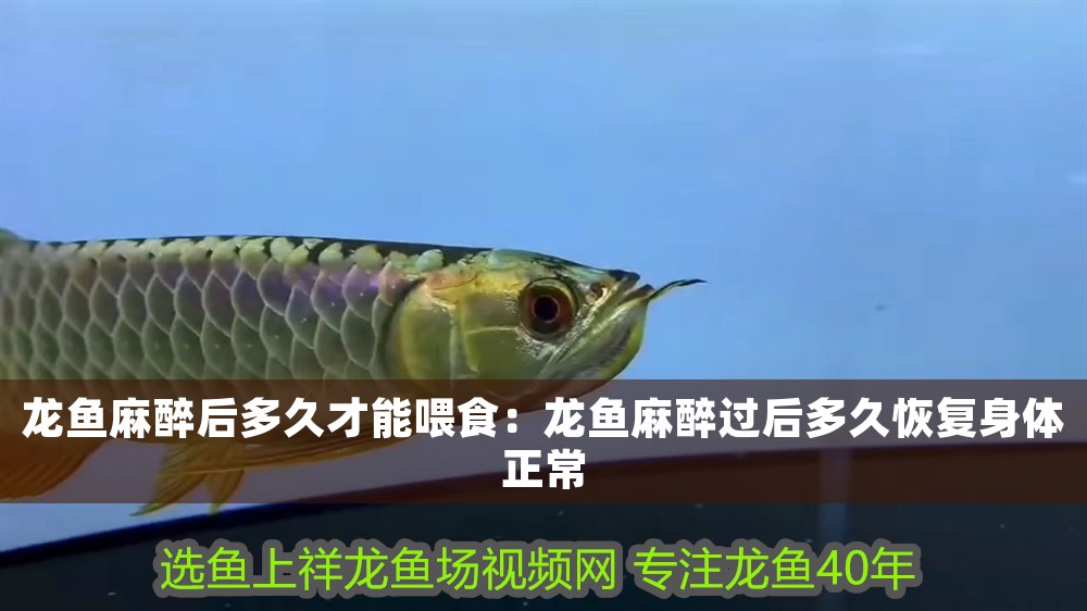龍魚麻醉后多久才能喂食：龍魚麻醉過后多久恢復身體正常