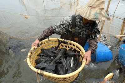 魚有龍須：小龍蝦可以吃魚食嗎， 魚有龍須：小龍蝦可以吃魚食嗎， 龍魚百科