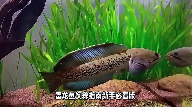 雷龍魚群養還是單養好